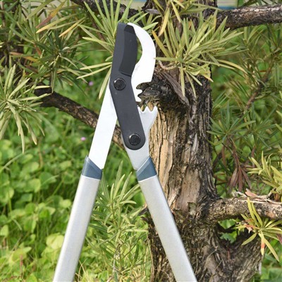 Labākais instruments atzarošanas zariem ir apiešanas šķēres